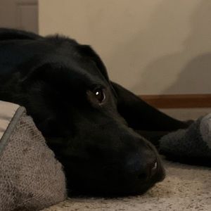 Meet your Posher, Jackson